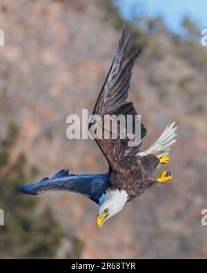 Vue spectaculaire d'un aigle de la Bald volant, plongée pour un poisson dans la baie de Katchemak en Alaska Banque D'Images