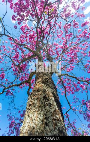 Détails de la belle trompette rose (Handroanthus hepptaphyllus) , Tabebuia rose en pleine fleur. Arbre brésilien ipê dans la ville de Brasília Banque D'Images