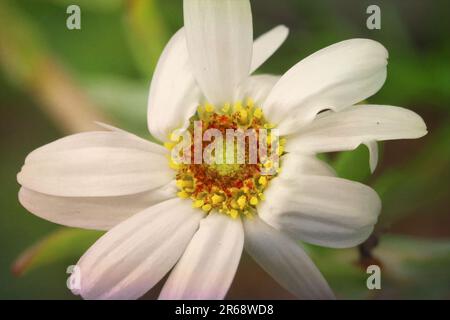 Art pour l'art, tourné pour l'impression d'art. Petite fleur blanche dans le jardin, photo macro, avec un montage léger amusant. Banque D'Images
