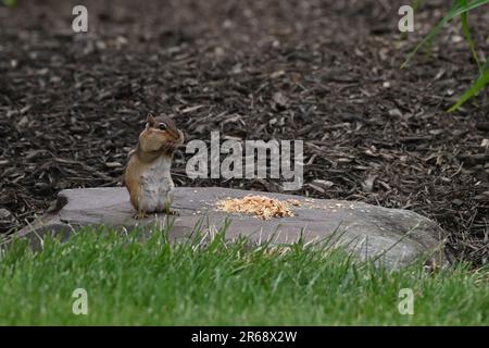 Chipmunk faire des visages drôles tout en mangeant Banque D'Images