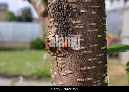 arbre de pêche dans mon verger avec une peste d'insectes Banque D'Images