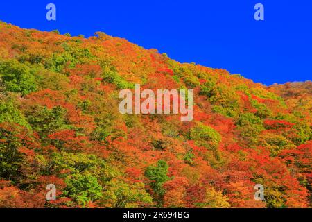 Feuilles d'automne dans la vallée de Dakigaeri Banque D'Images