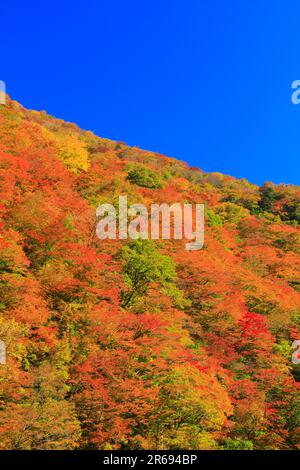Feuilles d'automne dans la vallée de Dakigaeri Banque D'Images