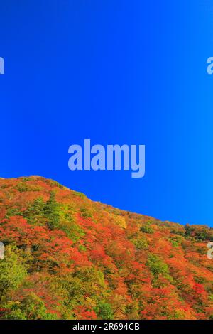 Feuilles d'automne dans la vallée de Dakigaeri Banque D'Images