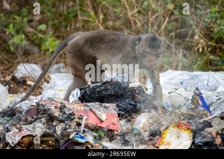 Une nourriture de recherche de macaque sur une pile couvant de déchets Banque D'Images