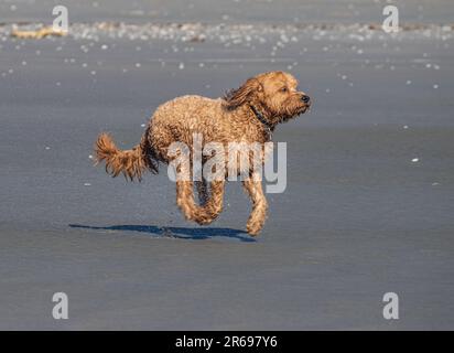 Labradoodle en train de courir sur la plage Banque D'Images