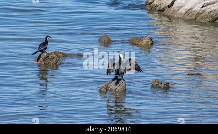 Des chics à pied reposent sur des rochers à Kaikoura Banque D'Images