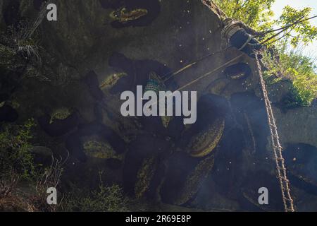 Un chasseur de miel tente de séparer les abeilles sauvages de leur nid d'abeille pendant la saison de chasse au miel. Dans les collines enchanteresses du Népal, une tradition ancestrale appelée la chasse au miel se déroule, tandis que des individus courageux s'aventurent dans les falaises dangereuses à la recherche du nectar doré de la nature. Avec une seule corde comme bouée de sauvetage, ces chasseurs de miel s'étarlent de grandes hauteurs, risquant leur vie pour la chance de récolter des nids d'abeilles cachés dans les hauteurs. La municipalité rurale de Bhotekhosi, dans le district de Sindhupalchowk, sert de terrain de jeu audacieux. Banque D'Images