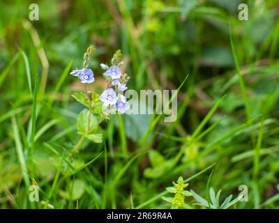 Veronica persica au printemps Banque D'Images