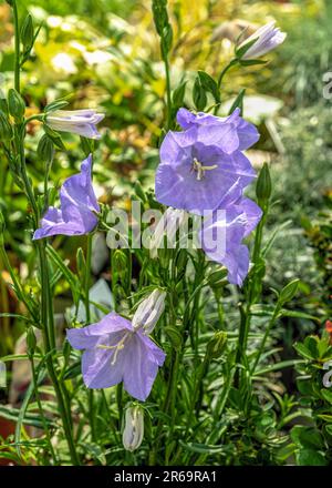 Fleur de bellflower bleue à feuilles vertes sur fond de feuilles vertes le jour du printemps Banque D'Images