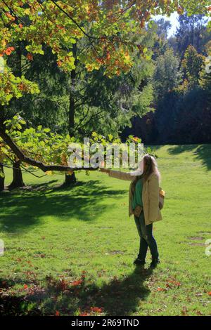 La photo a été prise dans le parc de la ville de Lviv. La photo montre une jeune femme attrayante en admirant le feuillage d'automne sur un arbre. Banque D'Images