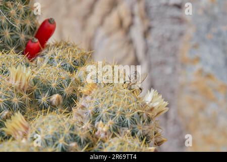 Fleur de cactus comme un fond naturel délicat, une abeille pollinise en fleurs succulents gros plan, foyer sélectif, idée pour une carte postale ou fond, le Banque D'Images