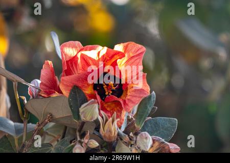 Fleurs rouges et jaunes de thespesia populnea ou portia ou bois de rose du Pacifique ou tulipe indienne en gros plan Banque D'Images