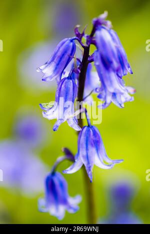 Gros plan d'un Bluebell commun (jacinthoides non-scripta) dans le domaine de l'ancien Vicarage, Tintagel, Cornouailles, Royaume-Uni Banque D'Images