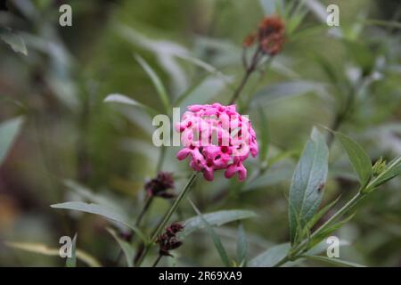 Rose Panama. Rondeletia leucophylla, Arachnothryx leucophylla Banque D'Images