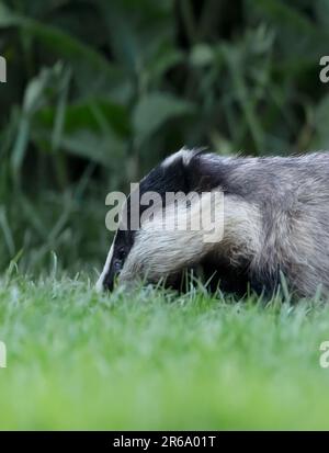 Un gros plan d'un adulte sauvage Badger (Meles meles), Warwickshire Banque D'Images