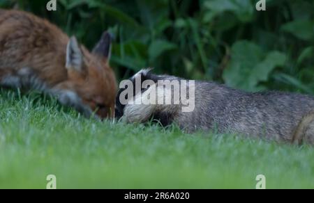 Un wild Red Fox (Vulpes vulpes) & Blaireau (Meles meles) tard en soirée, dans le Warwickshire Banque D'Images