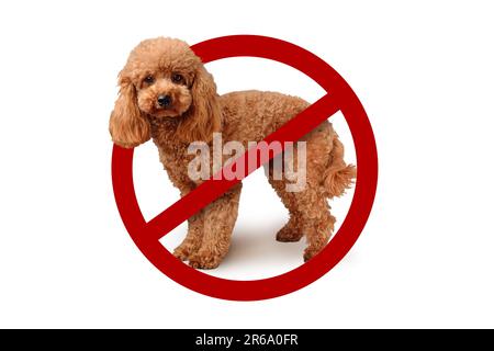 Chien avec signe d'interdiction sur fond blanc - concept interdit aux chiens Banque D'Images