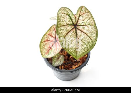 Caladiums plante bicolore isolée sur fond blanc Banque D'Images