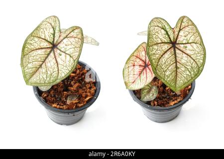 Caladiums plante bicolore isolée sur fond blanc Banque D'Images