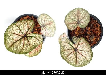 Caladiums plante bicolore isolée sur fond blanc Banque D'Images