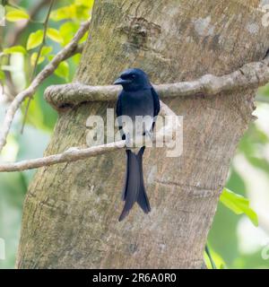 Un Drongo à ventre blanc perçant sur une branche d'arbre Banque D'Images