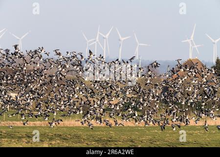 Éoliennes, flock, Schleswig-Holstein, Allemagne, oie, migration des oiseaux Banque D'Images