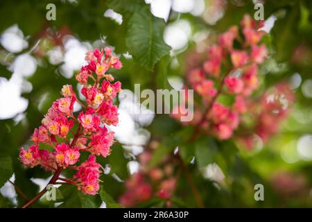 Châtaigne à fleurs rouges (Aesculus carnea), Bade-Wurtemberg, Allemagne Banque D'Images