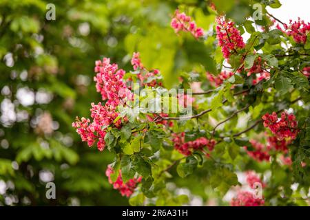 Châtaigne à fleurs rouges (Aesculus carnea), Bade-Wurtemberg, Allemagne Banque D'Images
