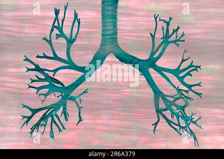 Les bronches se trouvent dans les poumons et sont des organes, illustration, sciences naturelles, biologie, illustration, sciences naturelles, biologie, art abstrait Banque D'Images