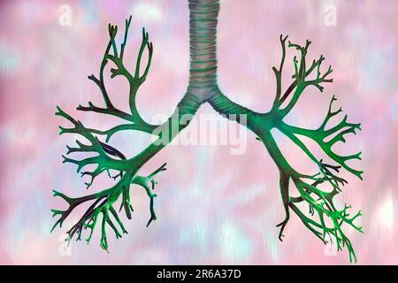 Les bronches se trouvent dans les poumons et sont des organes, illustration Banque D'Images