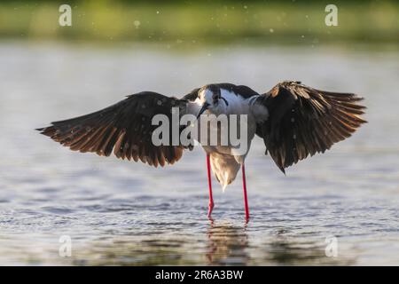 Pilotis à ailes noires (Himantopus himantopus), avec ailes étalées dans l'eau, parc national du lac Neusiedl-Seewinkel, Burgenland, Autriche Banque D'Images