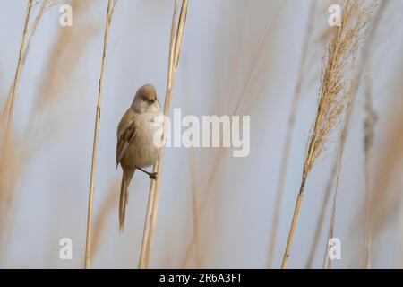 Reedling barbu (Panurus biarmicus), femelle, assis dans les roseaux, parc national du lac Neusiedl-Seewinkel, Burgenland, Autriche Banque D'Images