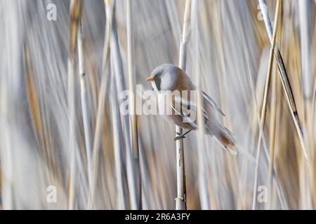 Reedling barbu (Panurus biarmicus), homme, assis dans les roseaux, parc national du lac Neusiedl-Seewinkel, Burgenland, Autriche Banque D'Images