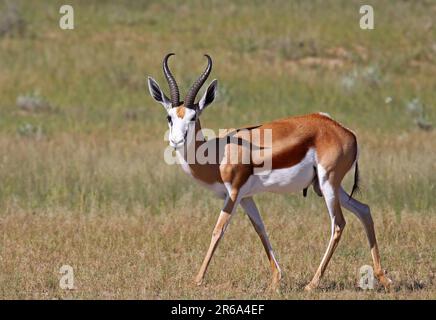 Springbock, S Banque D'Images
