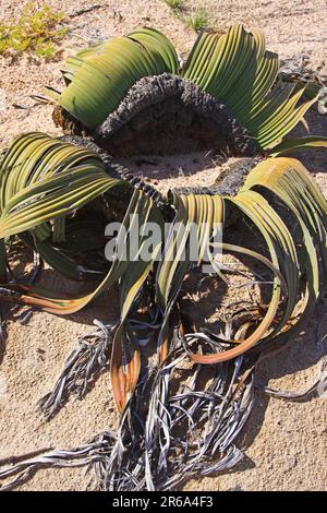 Sur le Welwitschia (Welwitschia mirabilis) Drive Namibie Banque D'Images