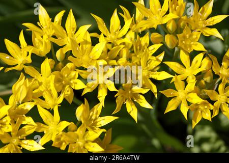 Goldlauch, ail doré (Allium moly) Banque D'Images