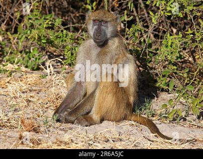 Babouin jaune (papio cynocephalus), babouin jaune, Chobe, Botswana, babouin savane, Botswana Banque D'Images