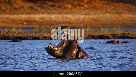 Hippopotame (Hippopotamus amphibius) dans le Chobe, Botswana, hippopotame à Chobe, Botswana Banque D'Images