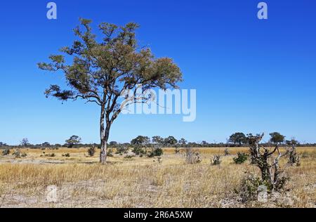 Paysage Parc national de Chobe, région de Savuti, Parc national de Chobe, Botswana, paysage au Parc national de Chobe, Savuti Banque D'Images