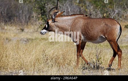 Antilope de Roan (Hippotragus equinus), Parc national de Chobe, Botswana, antilope de Roan, Parc national de Chobe, Botswana Banque D'Images