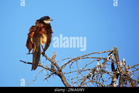 Shikliké Coucal, Moremi Game Reserve, Botswana, Botswana Banque D'Images