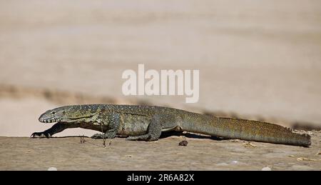 Surveillance du Nil (Varanus niloticus) dans le parc national de Luangwa Sud, Zambie, surveillance du nil en Zambie Banque D'Images