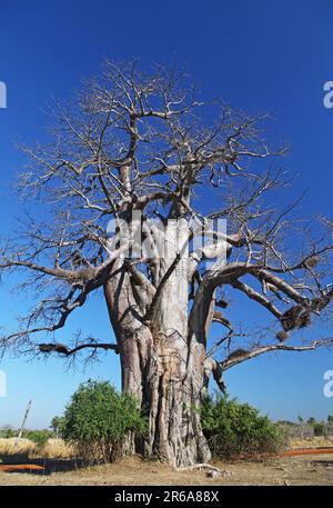 Baobab dans le parc national de Luangwa Sud, Zambie, Baobab, Zambie Banque D'Images