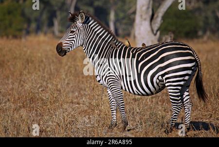 Zebra au Parc national de Luangwa Sud, Zambie, zébra au Parc national de Luangwa Sud, Zambie Banque D'Images