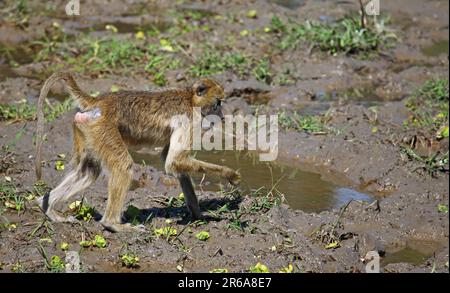 Babouin jaune (papio cynocephalus), babouin jaune, Parc national de Luangwa Sud, Zambie, savane babouin Banque D'Images