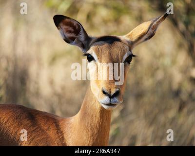 Gros plan d'une antilope impala femelle regardant directement dans l'appareil photo. Banque D'Images