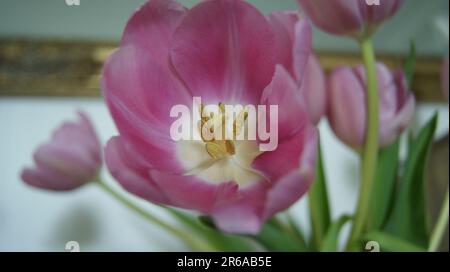 Tulipe rose close up Banque D'Images