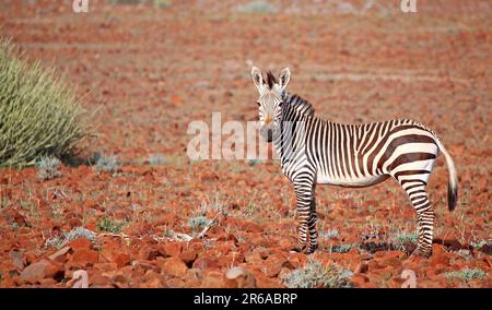 Zèbre de montagne de Hartmann dans le paysage de Palmwag, zèbre de montagne dans le paysage de Namibie, concession de Palmwag Banque D'Images