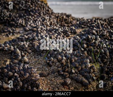 Un paysage marin côtier avec une grande pile de moules sur les rochers près du bord de l'eau Banque D'Images